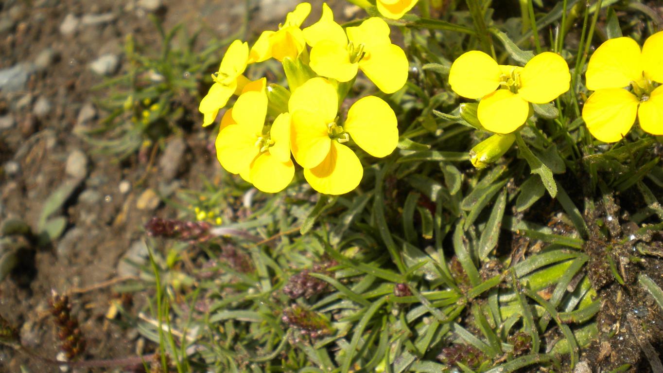 val d''Aosta 11 - Erysimum cfr. jugicola